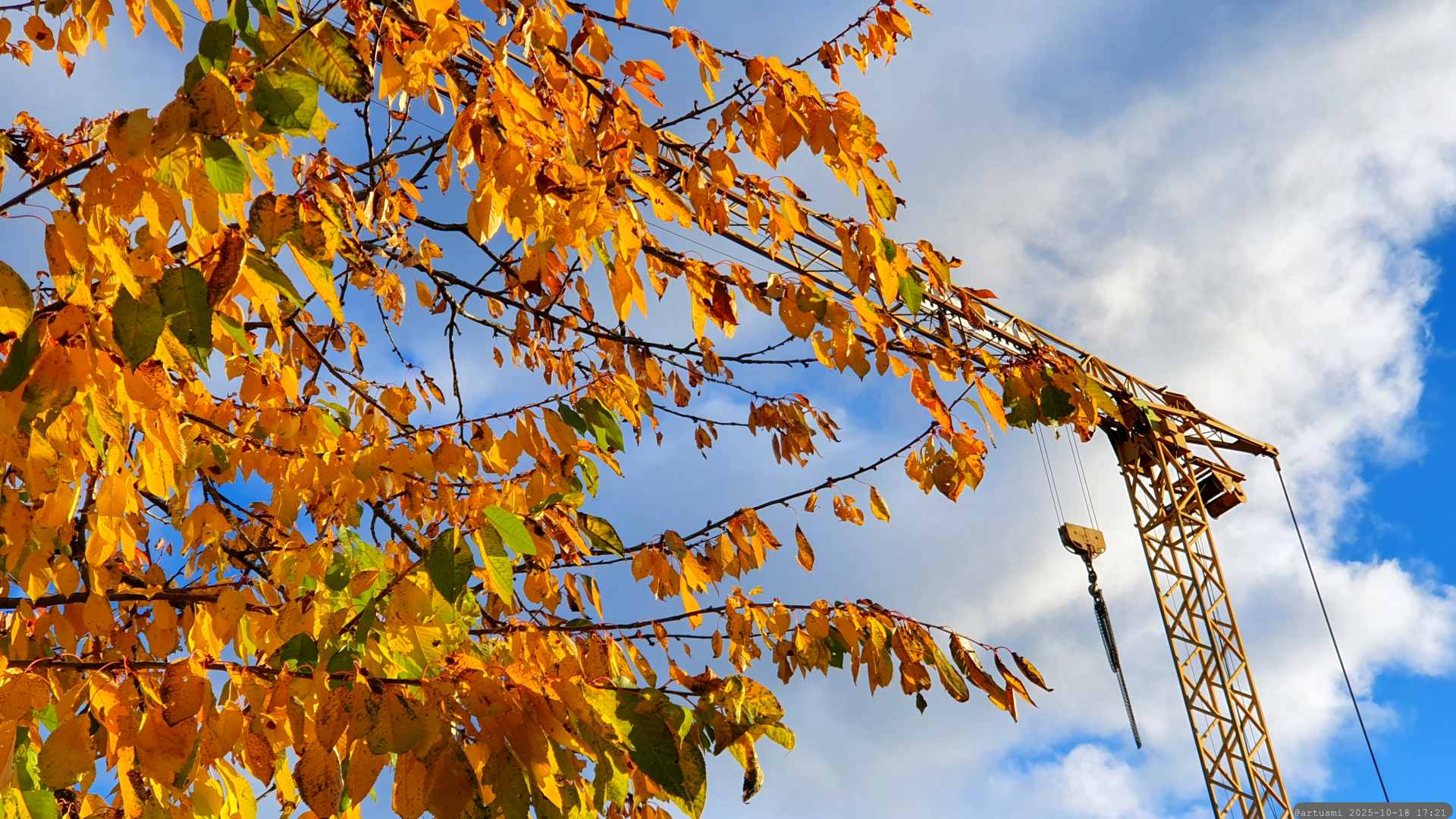 Herbstlaub an unserem Kirschbaum am 18. Oktober 2025