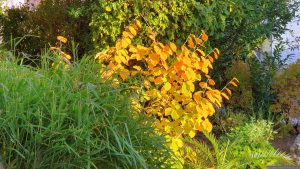 Unser Garten am 18. Oktober 2025