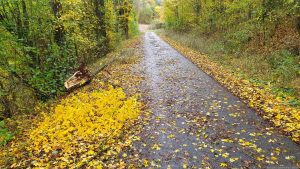 Waldweg bei Eisingen am 27. Oktober 2025 während stürmischer Tage