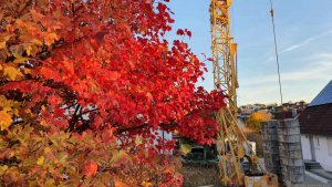 Herbstlaub des Gefüllten Schneeballs / Echter Schneeball 'Roseum' (Viburnum opulus 'Roseum') am 30. Oktober 2025