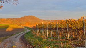 Weinberge oberhalb von Markt Einersheim am 5. November 2025