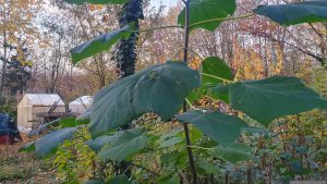 Blauglockenbaum (Paulownia tomentosa) auch Kaiserbaum, Kaiser-Paulownie oder Kiri-Baum genannt, ist eine Pflanzenart aus der Gattung der Paulownien, die wiederum die monotypische Familie der Blauglockenbaumgewächse innerhalb der Ordnung der Lippenblütlerartigen bildet.