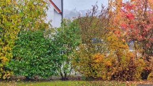Unser Garten am 9. November 2025