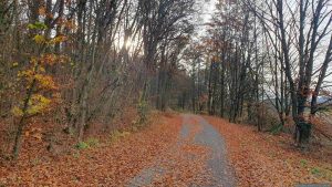 Radweg bei Waldbüttelbrunn an der Grenze zu Waldbrunn am 12. November 2025