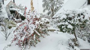 Schneebruch am 26. Januar 2026 an unserer immergrünen Weidenblättrigen Hängemispel (Cotoneaster salicifolius var. floccosus)