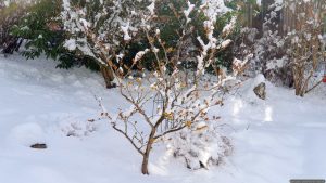 Chinesische Zaubernuss (Hamamelis mollis) am 27. Januar 2026