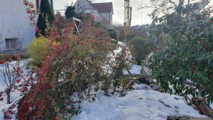 Entsorgung unserer immergrünen Weidenblättrigen Hängemispel (Cotoneaster salicifolius var. floccosus) am 2. Februar 2026 nach vorausgegangenem Schneebruch.