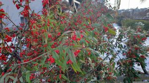 Entsorgung unserer immergrünen Weidenblättrigen Hängemispel (Cotoneaster salicifolius var. floccosus) am 2. Februar 2026 nach vorausgegangenem Schneebruch.