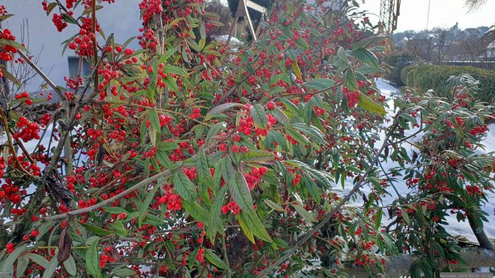Entsorgung unserer immergrünen Weidenblättrigen Hängemispel (Cotoneaster salicifolius var. floccosus) am 2. Februar 2026 nach vorausgegangenem Schneebruch.