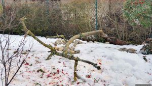 Entsorgung unserer immergrünen Weidenblättrigen Hängemispel (Cotoneaster salicifolius var. floccosus) am 2. Februar 2026 nach vorausgegangenem Schneebruch.