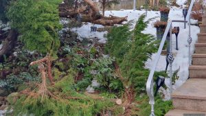 Schneebruch am 2. Februar 2026 an Pfitzer-Wacholder (Juniperus media Pfitzeriana)