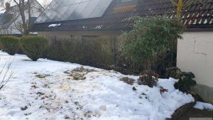 Unsere immergrüne Weidenblättrige Hängemispel (Cotoneaster salicifolius var. floccosus) am 4. Februar 2026 nach Entfernen des Schneebruchs.