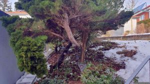 Unser Pfitzer-Wacholder (Juniperus media Pfitzeriana) am 4. Februar 2026 nach Entfernen des Schneebruchs.