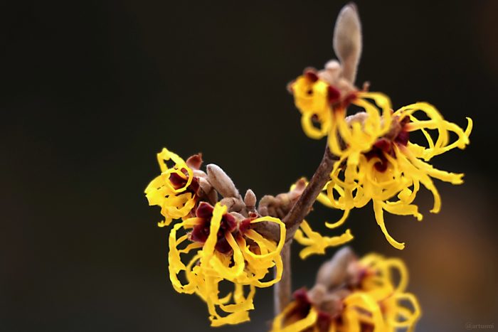 Blüten der Chinesischen Zaubernuss (Hamamelis mollis) am 6. Februar 2026