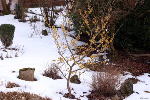 Chinesische Zaubernuss (Hamamelis mollis) am 6. Februar 2026