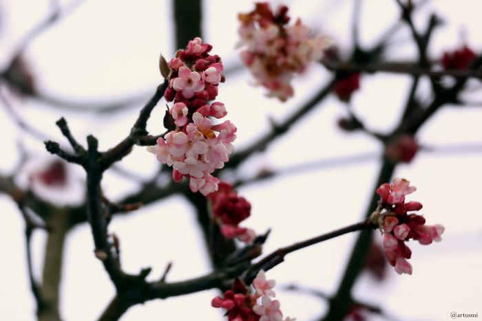 Blüten des Winterschneeballs (Viburnum bodnantense) am 6. Februar 2026