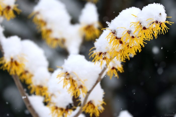 Schneebedeckte Blüten der Chinesischen Zaubernuss (Hamamelis mollis) am 19. Februar 2026