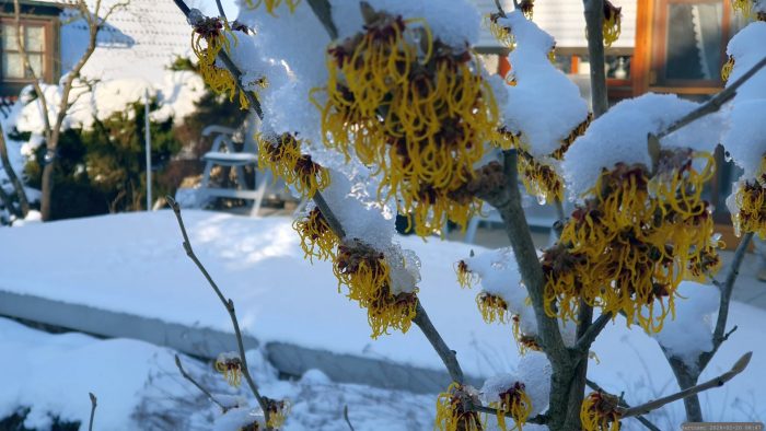 Schneebedeckte Blüten der Chinesischen Zaubernuss (Hamamelis mollis) am 20. Februar 2026