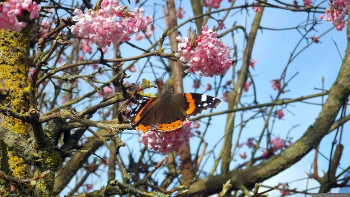 Admiral (Vanessa atalanta) am 28. Februar 2026 auf den Blüten des Winterschneeballs (Viburnum bodnantense)