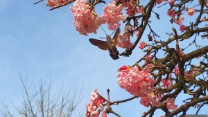Taubenschwänzchen (Macroglossum stellatarum) am 28. Februar 2026 auf den Blüten des Winterschneeballs (Viburnum bodnantense)