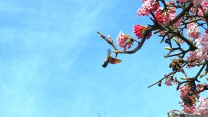 Taubenschwänzchen (Macroglossum stellatarum) am 28. Februar 2026 auf den Blüten des Winterschneeballs (Viburnum bodnantense)