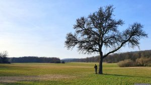 Magerwiesen zwischen Iphofen und Birklingen am 7. März 2026
