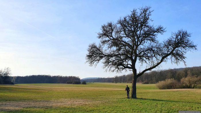 Magerwiesen zwischen Iphofen und Birklingen am 7. März 2026