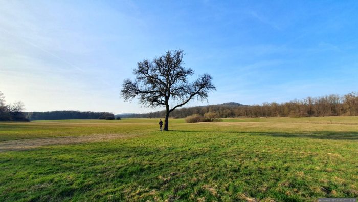 Magerwiesen zwischen Iphofen und Birklingen am 7. März 2026