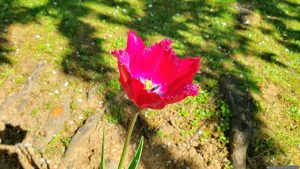 Tulpenblüte in unserem Garten am 23. April 2026
