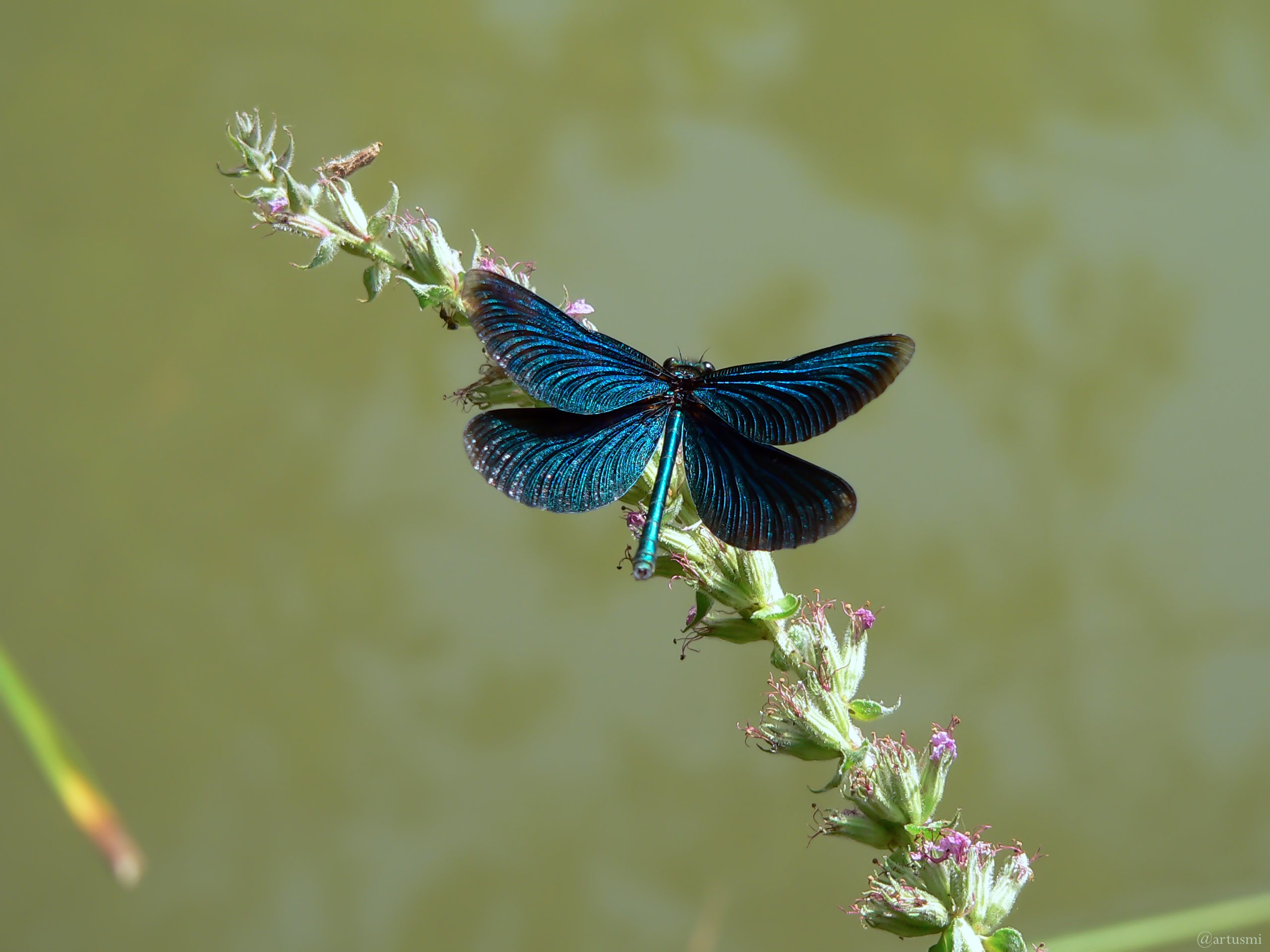Blauflügel-Prachtlibelle (Calopteryx virgo)