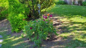 Unser Garten am 1. Mai 2026