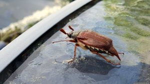 Männchen des Feldmaikäfers (Melolontha melolontha) am 4. Mai 2026