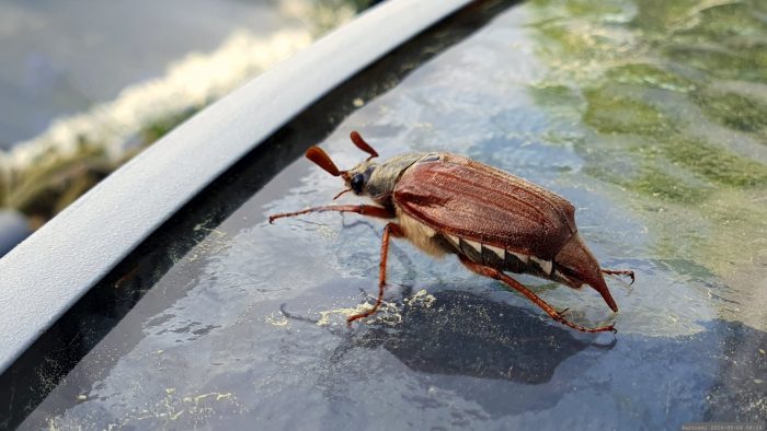 Männchen des Feldmaikäfers (Melolontha melolontha) am 4. Mai 2026