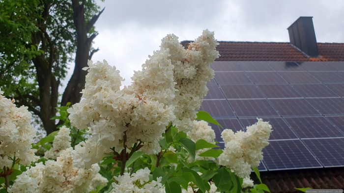 Unser Garten am 7. Mai 2026