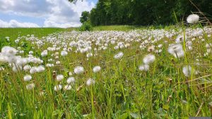 Wiese bei Waldbrunn am 8. Mai 2026
