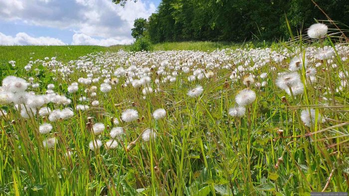 Wiese bei Waldbrunn am 8. Mai 2026