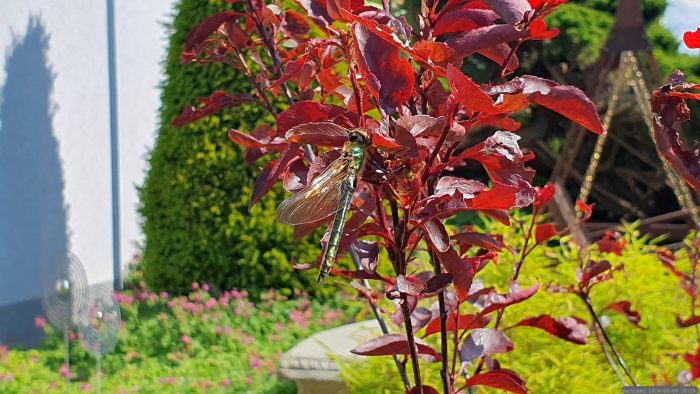 Weibchen der Glänzenden Smaragdlibelle (Somatochlora metallica) auf Blatt unserer Zwerg-Blutpflaume (Prunus cistena) am 9. Mai 2026
