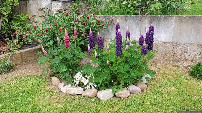 Unser Garten am 20. Mai 2026