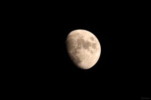Goldener Henkel am 26. Mai 2026 am zunehmenden Mond