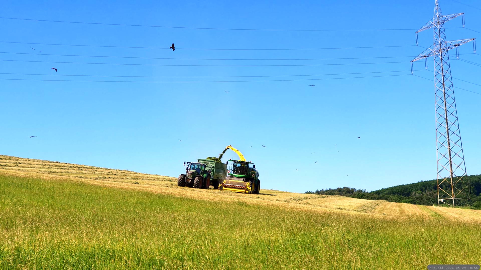 Rotmilane (Milvus milvus) kreisen über abgeernteten Feldern