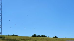 Rotmilane (Milvus milvus) kreisen über abgeernteten Feldern
