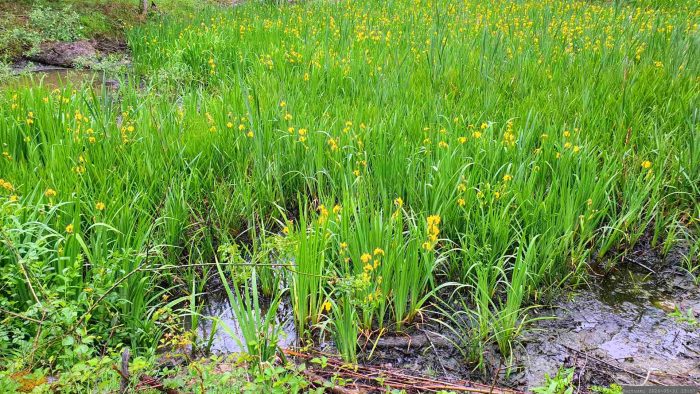 Sumpf-Schwertlilien (Iris pseudacorus) am 31. Mai 2026 im Naturwald "Irtenberger Wald"