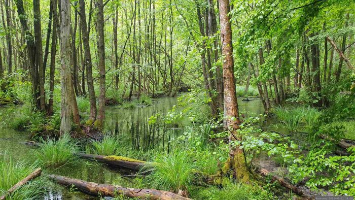 Naturschutzgebiet Blutsee-Moor am 31. Mai 2026