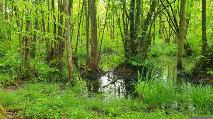 Naturschutzgebiet Blutsee-Moor am 31. Mai 2026