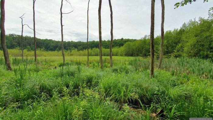 Naturschutzgebiet Blutsee-Moor am 31. Mai 2026