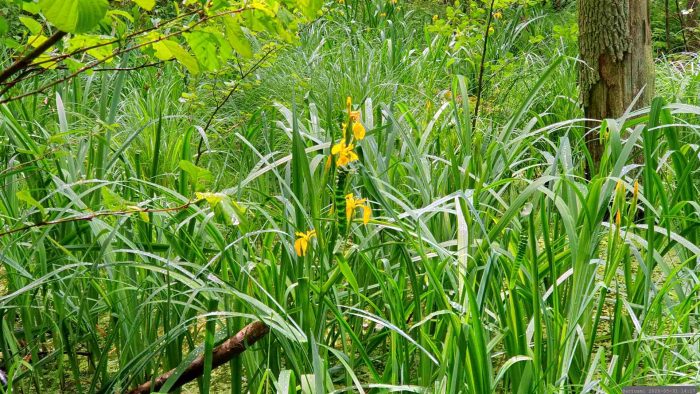 Naturschutzgebiet Blutsee-Moor am 31. Mai 2026