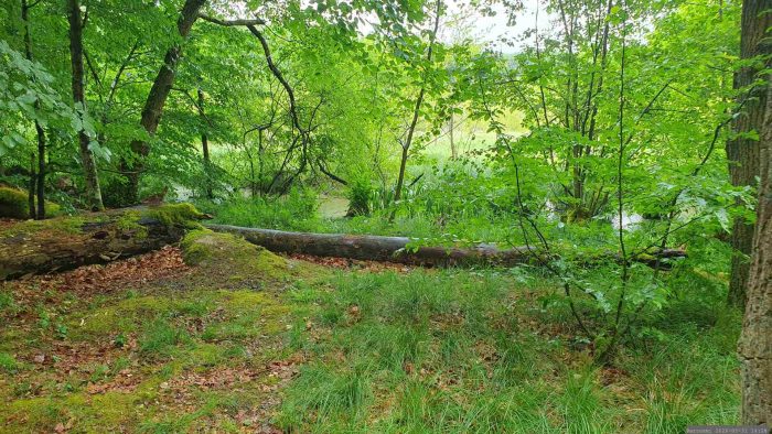 Naturschutzgebiet Blutsee-Moor am 31. Mai 2026