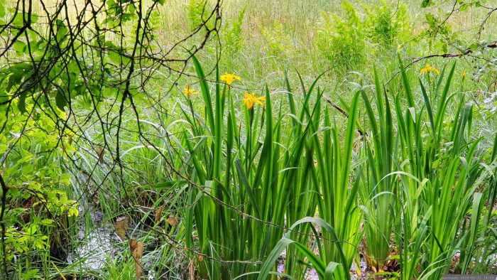 Naturschutzgebiet Blutsee-Moor am 31. Mai 2026