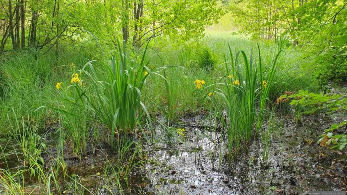 Naturschutzgebiet Blutsee-Moor am 31. Mai 2026