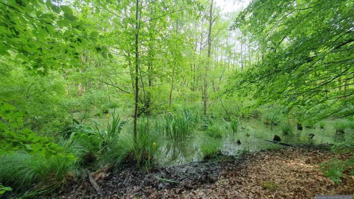 Naturschutzgebiet Blutsee-Moor am 31. Mai 2026